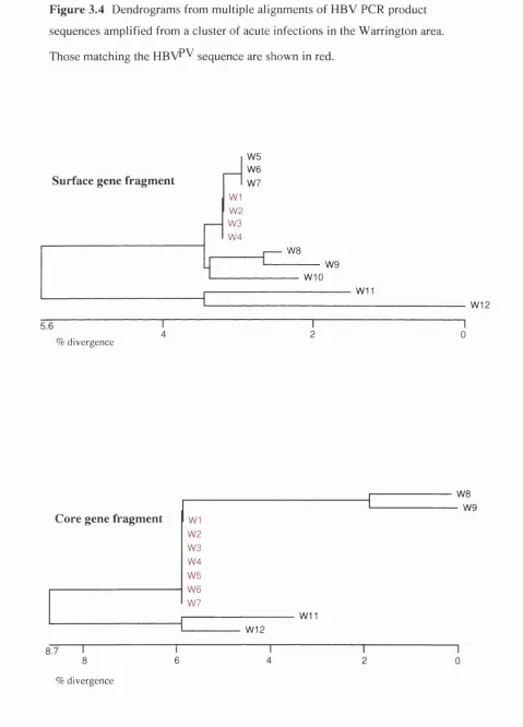 Figure 3.4 Dendrograms from multiple alignments of HBV PCR product 
