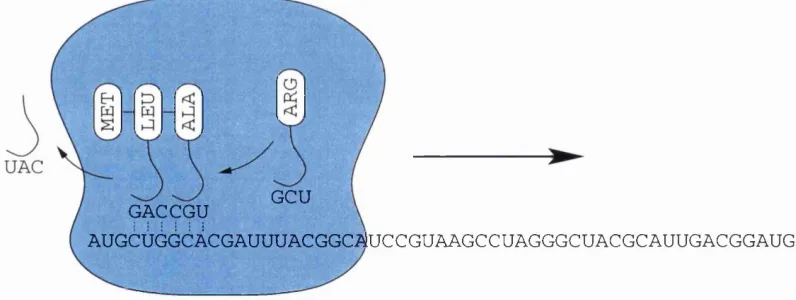 Figure 1.1; Translation. indicated catalysing the polymerisation of the amino acid monomers, which are assembled into The ribosome moves along the mRNA strand in the direction the correct positions by the influence of the respective tRNA molecules.