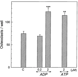 Figure 3.15Stimulatory effect of ADP and ATP on osteoclast formation in stromal cell-free 