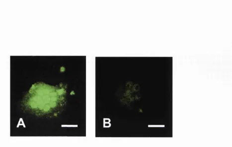 Figure 2.5Localisation of P2X? receptor subtype on cultured rat osteoclast, visualised with 