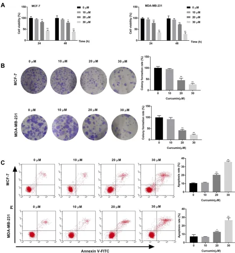 Figure 1 Curcumin inhibited the viability, colony formation and induced the apoptosis of breast cancer cells