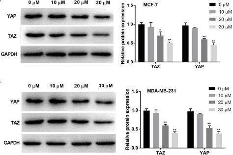 Figure 3 Curcumin inhibited the protein expression of YAP and TAZ in breast cancer cells