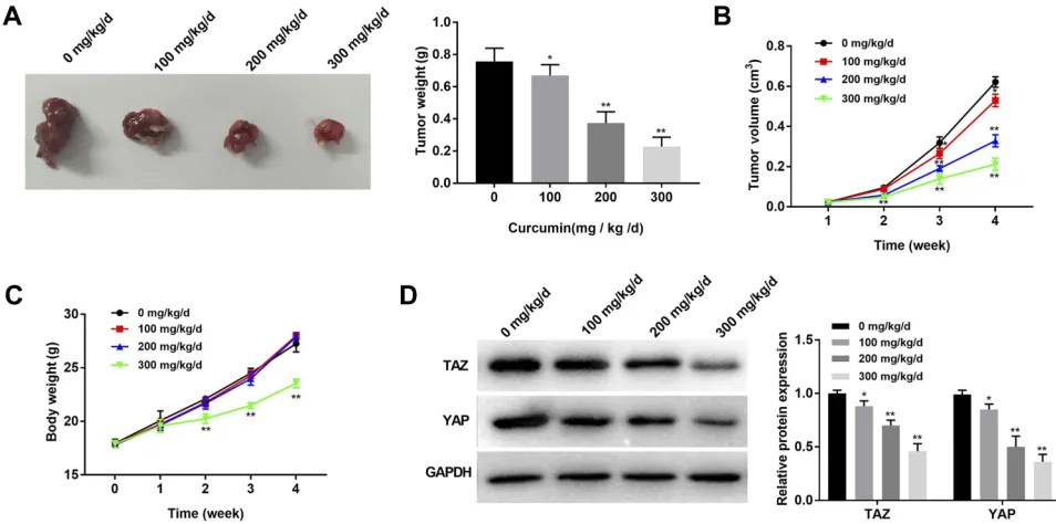 Figure 5 Curcumin inhibited the growth of subcutaneous tumor xenografts in mice. (curcumin (100, 200 and 300 mg/kg/d); (concentrations of curcumin; (A) Tumor morphology and weight in mice treated by different concentrations ofB) Tumor volume in mice treate