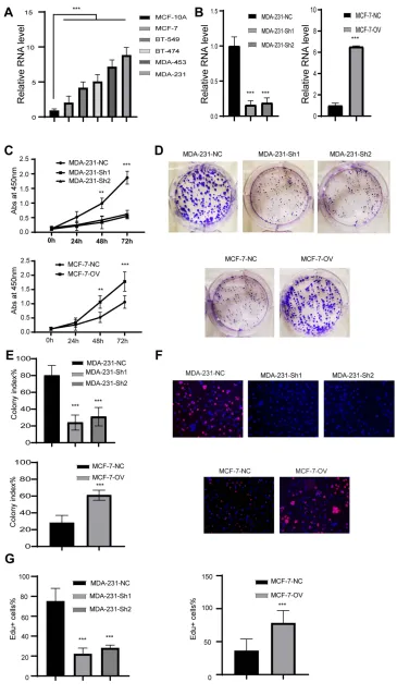 Figure 2 RP11-334E6.12 promotes the proliferation in BC.representative image of Edu assay