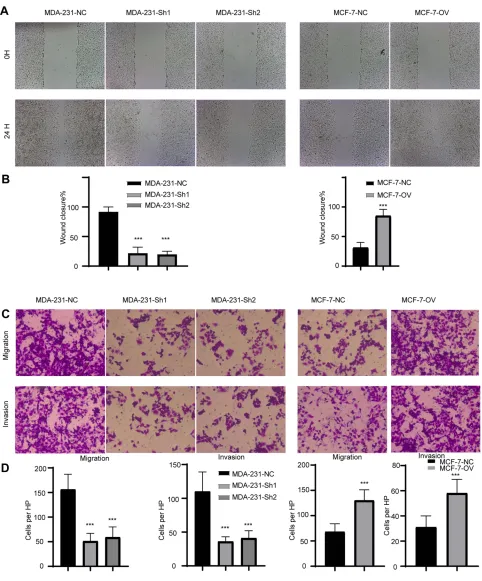 Figure 3 RP11-334E6.12 promotes the migration and invasion of BC.chamber. (Notes: (A) The representative image of wound healing