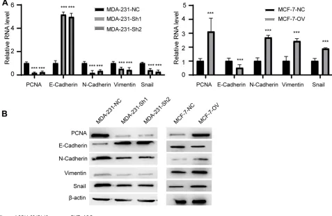 Figure 4 RP11-334E6.12 promotes EMT of BC.Notes: (A) The relative RNA level of EMT markers and PCNA of different cell line (***p<0.001)