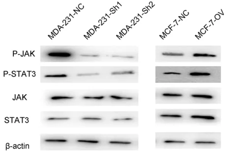 Figure 5 RP11-334E6.12 promotes the phosphorylation of STAT3 pathway.