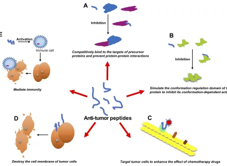 Figure 1 Anti-tumor peptides can function through a variety of mechanisms. Anti-tumor peptides may function through several mechanisms: (A) Competitively bind to thetargets of precursor proteins and prevent protein-protein interactions; (B) Simulate the conformation regulation domain of the target protein to inhibit its conformation-dependent activation; (C) Target tumor cells to enhance the effect of chemotherapy drugs; (D) Destroy the cell membrane of tumor cells; (E) Mediate immunity.