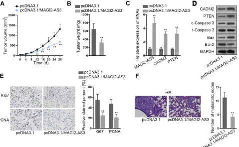 Figure 5 Function of MAGI2-AS3 in vivo. (t-Caspase 3, Bax, and Bcl-2 in xenografts in mice of each group