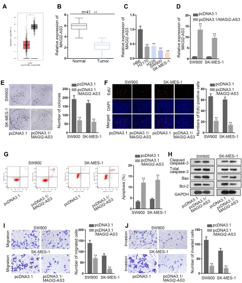 Figure 1 The tumor-suppressor role of MAGI2-AS3 in LUSC. (A) According to the GEPIA database, MAGI2-AS3 is down-regulated in LUSC tissues (n=486) compared withnormal tissues (n=338)