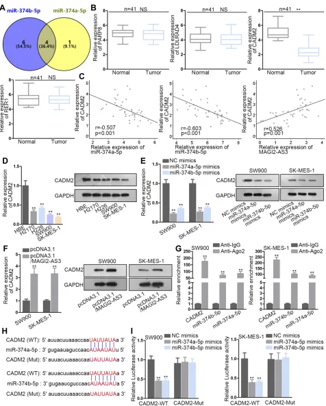 Figure 3 miR-374a/b-5p co-targeted CADM2. (capacity between CADM2 and miR-374a/b-5p. **P< 0.01