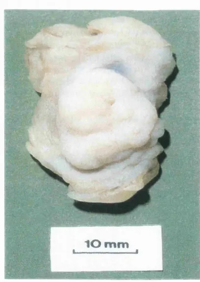 Figure 1.3 Cut surface of a 
