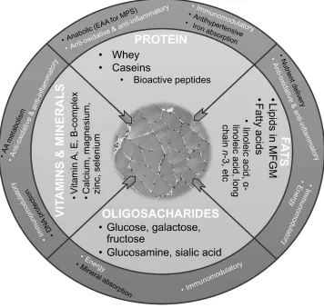Figure 1 Hypothesized myoprotective properties of nutrients in liquid milk.Notes: Hypothesized health effects and function of milk nutrients and bioactive components on muscle may include energy, minerals and vitamin delivery, anabolic, anti-oxidative,anti