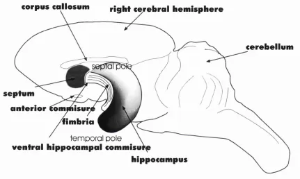 Figure 2a The relationship between the hippocampus and other major brain structures.