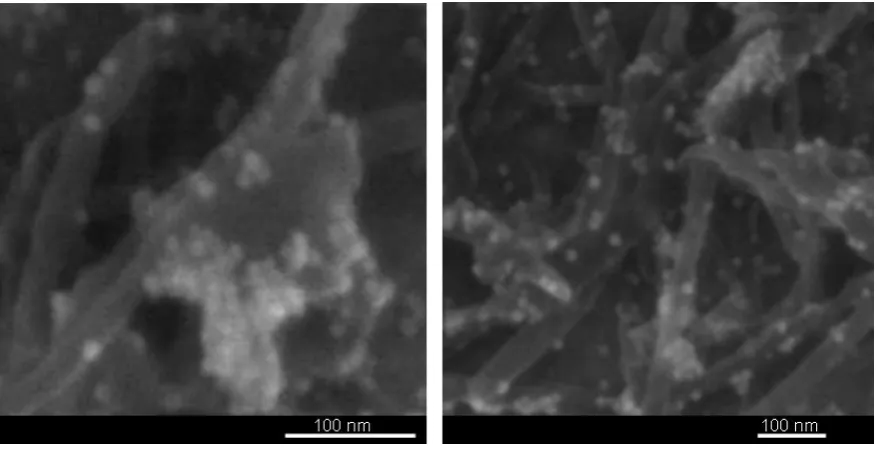 Figure 3.11. Scanning electron microscopy of CNT-S functionalized with 10 nm gold 