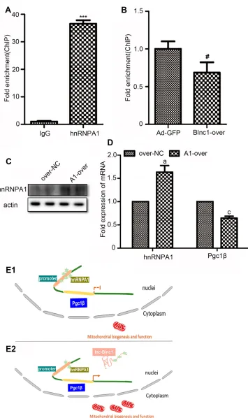 Figure 6 (A) ChIP assay was performed to validate the binding with hnRNPA1 at the promoter of Pgc1; (B) ChIP-qPCR analysis of hnRNPA1 in Ad-GFP and Blnc1-over cells; (C)Western blot analysis of pre-adipocytes overexpression hnRNPA1; (D) The mRNA expression