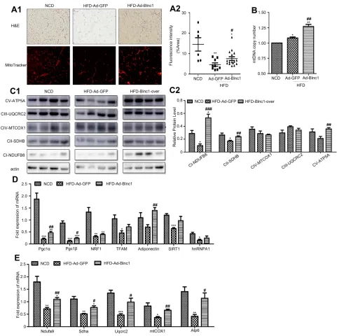 Figure 3 (ETC complexes (ATP5A, UQCRC2, MTCOX1, SDHB, and NDUFB8) and (A1) H&E staining (upper) and mitochondrial staining (Mito-tracker) (lower), 200.; (A2) ﬂuorescence intensity (%); (B) mtDNA content; (C1) protein levels ofC2) its semi-quantitative anal
