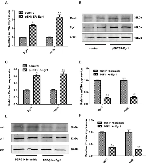 Figure 3 Renin expression following either overexpression or knockdown of Egr1 in SV40 MES 13 cells