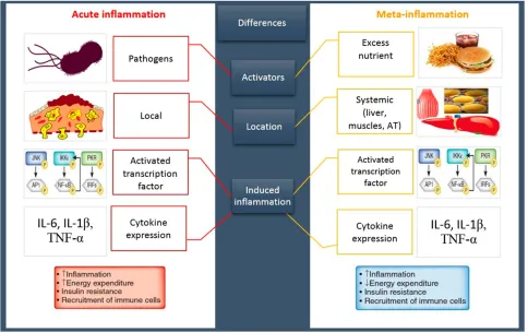 Figure 1 A classic inﬂammation VS meta-inﬂammation. Both pathways induce an inﬂammatory state following the upregulation of same inﬂammatory genes and cytokines.An acute inﬂammation has been promoted by invasive exogenous pathogens leading to the stimulati