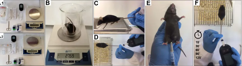 Figure 2 Illustrative representation of the GTTexperimental protocol. (blood is obtained from the lifted tail of the mouse and the small drop is placed directly on a test strip
