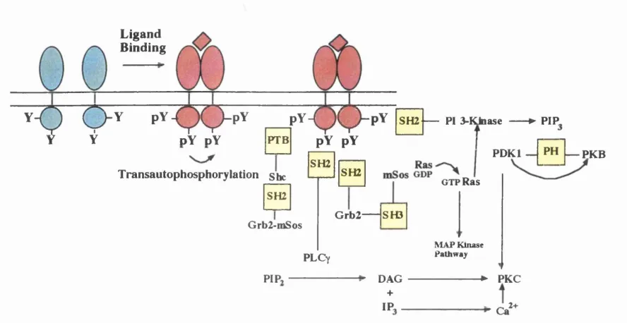 Figure 1. Schematic representation of growth factor-induced signalling.