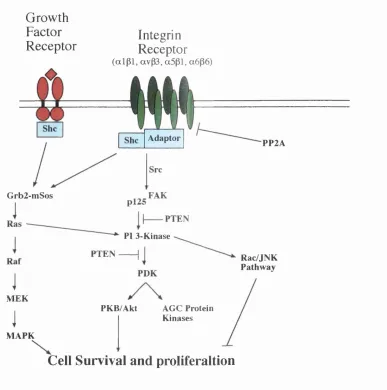 Figure 2. Scheme to depict signal integration between the activation of two 