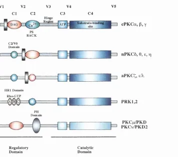 Figure 4. Domain structure representation of the PKC family