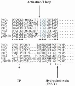Figure 5. Sequence alignment of part of the catalytic domain illustrating 