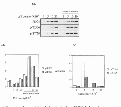 Figure 6 . Detection of serum-induced phosphorlyation of PKCe is dependent 