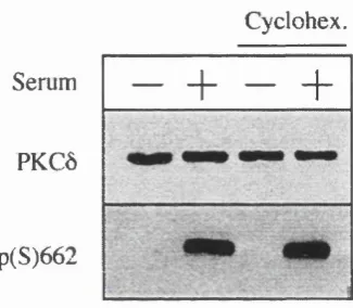 Figure 7. Cyclohexamide pre-treatment does not affect the serum-induced 