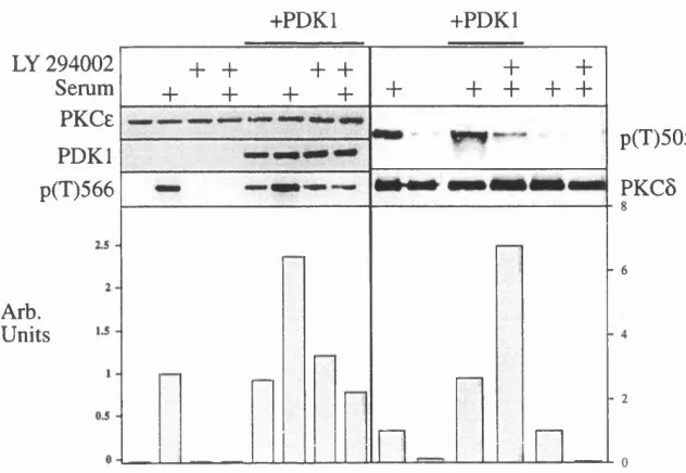 Figure 10. Effect of PDK-1 co-expression with nPKC on the serum-induced 