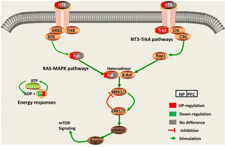 Figure 9 The candidate proteins selected for Western blot analysis. In the DG group, compared with the CON group, the expression levels of Raf, NT3, Ras and TrkA weresigniﬁcantly increased in the HP (A), and the expression levels of TrkA were signiﬁcantly increased in the PFC (B).*p < 0.05, **p < 0.01.