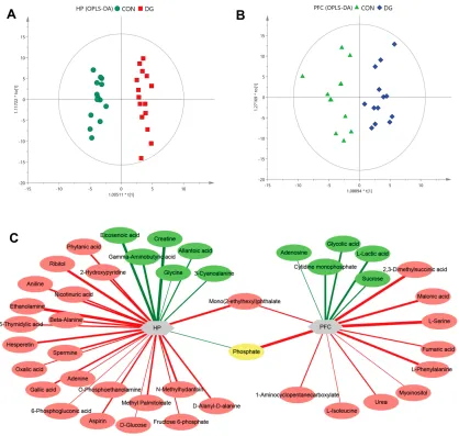 Figure 3 Multivariate statistical analysis. OPLS-DA score plot derived from GC-MS analysis between CON and DG groups in the hippocampus (HP) (A) and prefrontalcortex (PFC) (B)