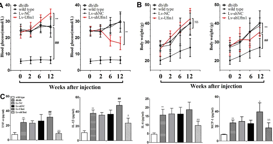 Figure 7 Effects of Ufm1 on diabetic performance and plasma into the wild-type group;signiﬂammatory cytokines in db/db mice