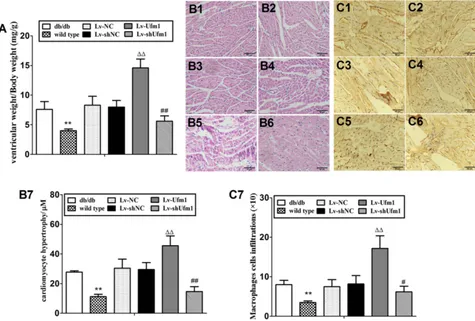 Figure 10 Effects of Ufm1 on diabetic cardiomyopathy in db/db mice. (positive macrophages in each group