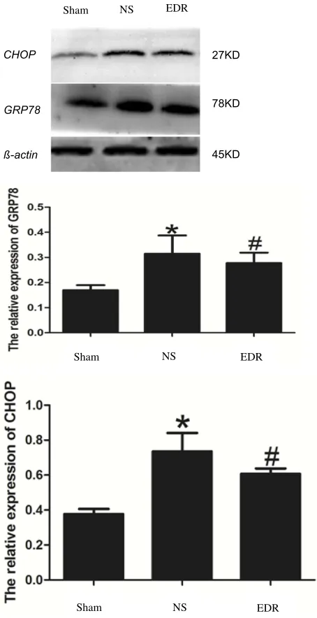 Figure 3 Western blot of total and phosphorylated ERK1/2 among the 3 groups.group.Abbreviations:Data are expressed as the mean ± SD