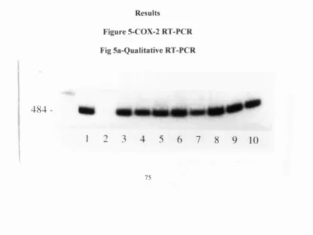 Figure 5-COX-2 RT-PCR 