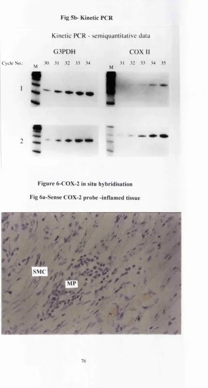 Fig 5b- Kinetic PCR