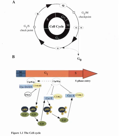 Figure 1.1 The Cell cycle