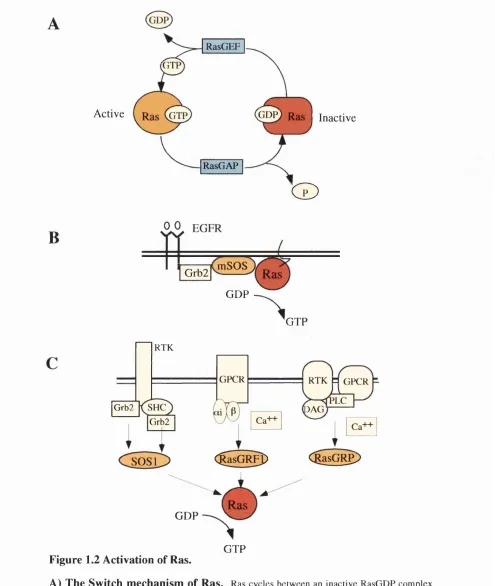 Figure 1.2 Activation of Ras.