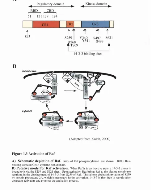 Figure 1.3 Activation of Raf