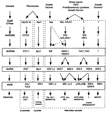 Figure 1.4 Signal transduction through the MAPK modules.
