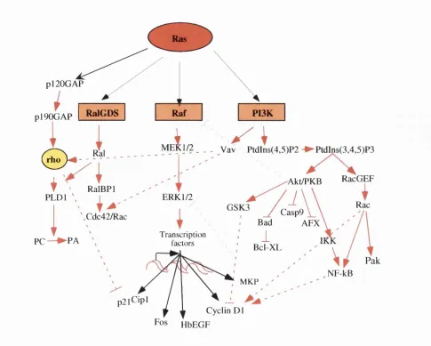 Figure 1.5 Ras activation of multiple effector-mediated signalling pathways.