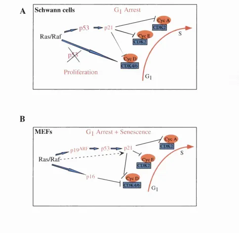 Figure 1.6 Model of the effects of Ras/Raf activation in different cell types.