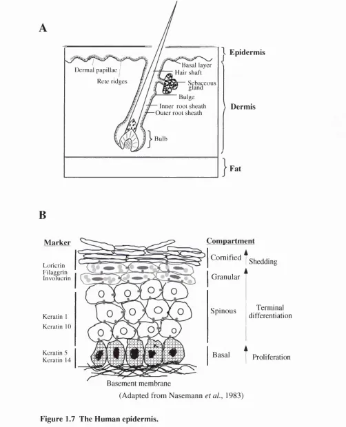 Figure 1.7 The Human epidermis.