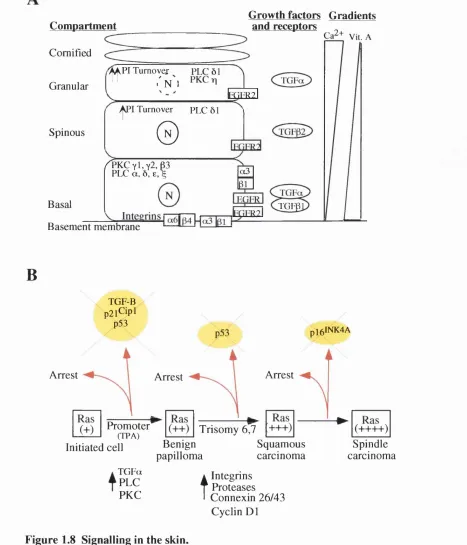 Figure 1.8 Signalling in the skin.