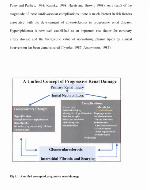 Fig 1.1. A unified concept of progressive renal damage