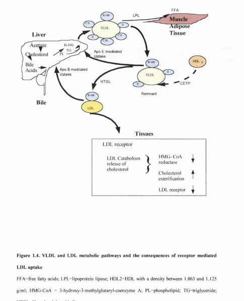 Figure 1.4. VLDL and LDL metabolic pathways and the consequences of receptor mediated 