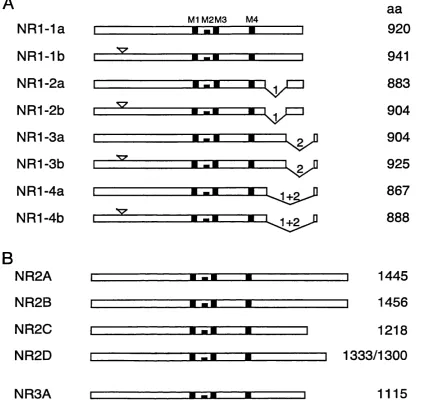Figure 1 -2  Schem atic representation of NMDA receptor subunits. (A) N R l splice variants, 