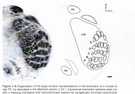 Figure 1 -6  Organization of the large whisker representations in the brainstem of a mouse at 